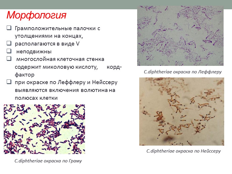 После проникновения в клетку субъединица А взаимодействует фактором элонгации ЕF-2 и осуществляет его АДФ-рибозилирование.