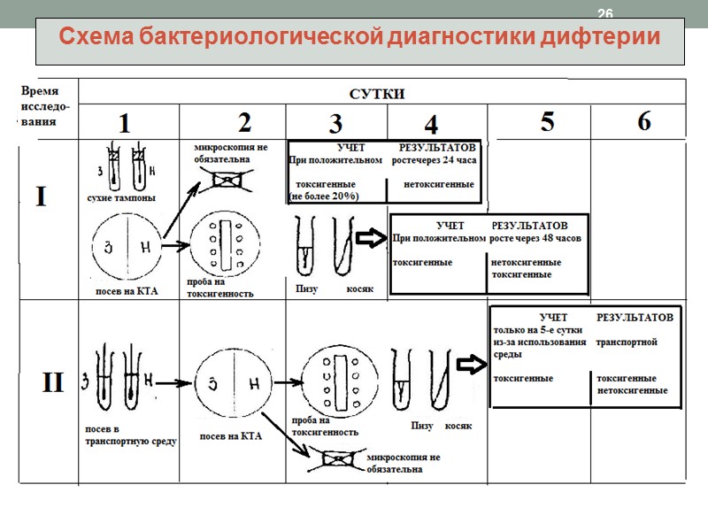 Иммунитет После перенесенного заболевания формируется стойкий антитоксический иммунитет – вырабатываются антитоксические антитела  Основная