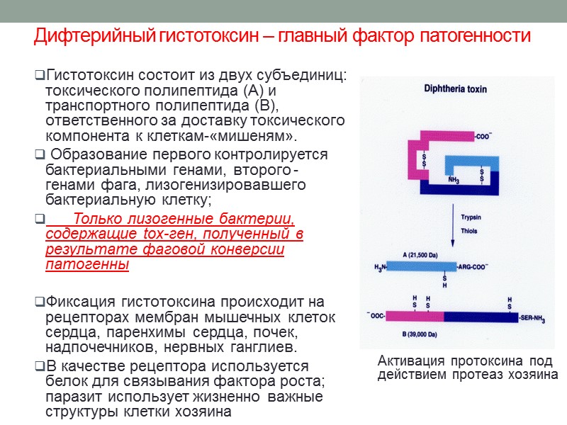 Семейство:  Corynebacteriaceae Род          