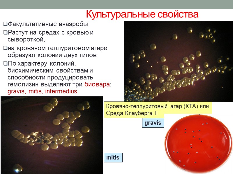Лабораторная диагностика дифтерии  Клинический материал: мазок из зева, слизь из носоглотки и др.