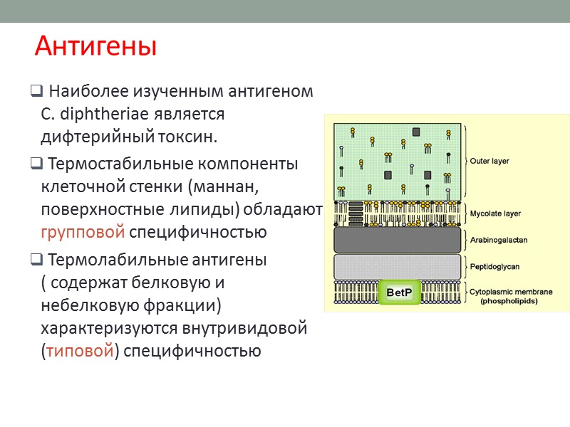 Двойная диффузия в геле по Оухтерлони ( может проводиться без выделения чистой культуры) Тест