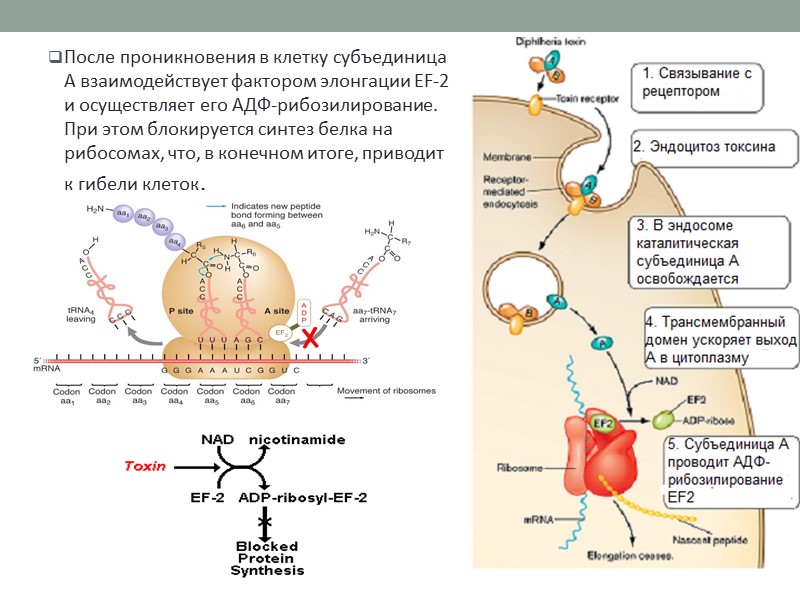 Культуральные свойства Факультативные анаэробы Растут на средах с кровью и сывороткой, на кровяном теллуритовом
