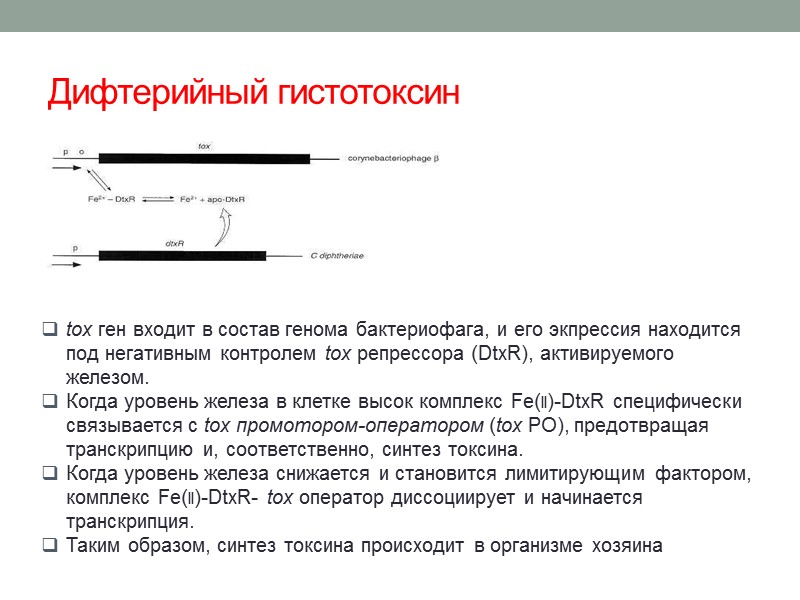 рост на сывороточном агаре   Культуральные свойства 5 рост на кровяном агаре