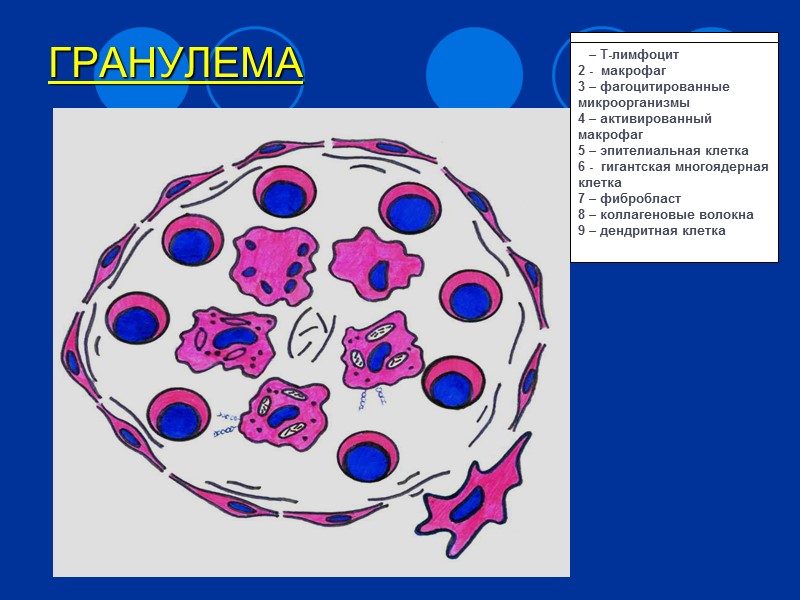Факторы патогенности Токсические липиды. Корд-фактор Ингибирует слияние фагосом и лизосом макрофагов. Разрушает митохондрии Фтионовая