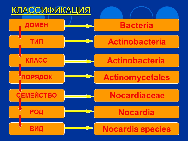 ДРУЗА АКТИНОМИЦЕТОВ