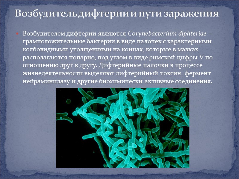 Возбудителем дифтерии являются Corynebacterium diphteriae – грамположительные бактерии в виде палочек с характерными колбовидными
