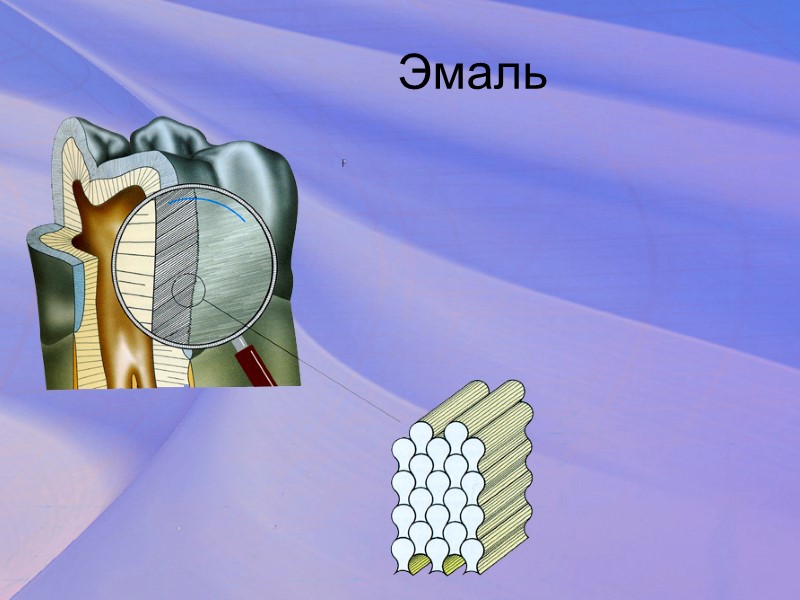 Зубы (с лат. dens, с греч. odous) - твердые образования, расположенные в ротовой полости