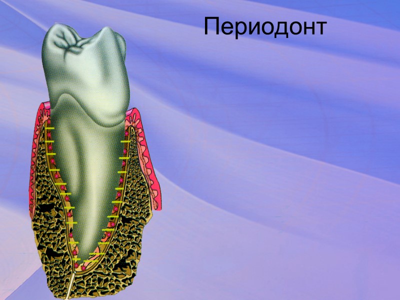Зубы различной формы (гетеродонтная система)