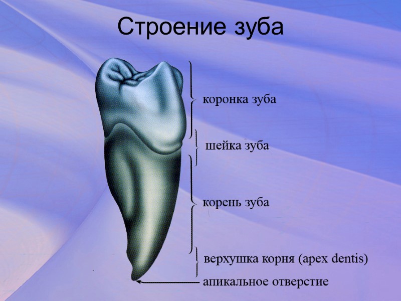 1. Группы зубов (на русском и латинском), количество зубов во временном и постоянном прикусе