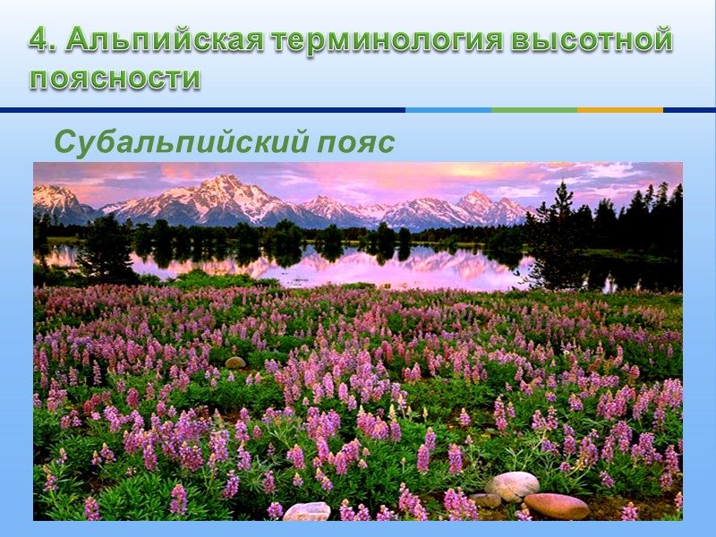 В Уральских горах  4 пояса   В Кавказских горах  7 поясов