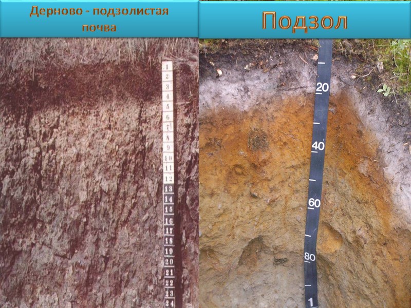 Профиль типичной подзолистой почвы А0 – 2 – 5 см лесная подстилка А0А1 –