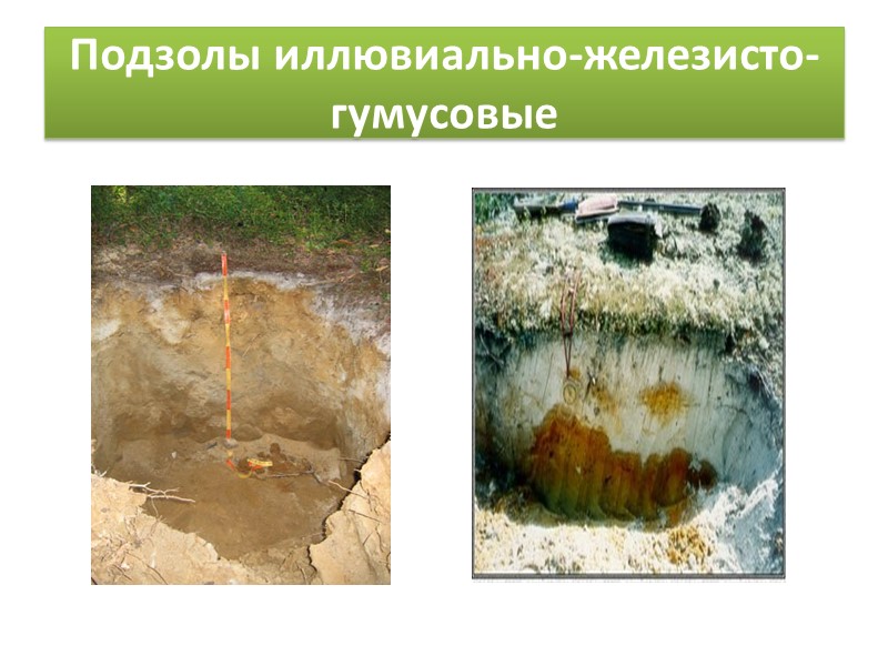 Типичное почвенное сочетание (катена) на склоне в зоне распространения подзолистых почв:   1