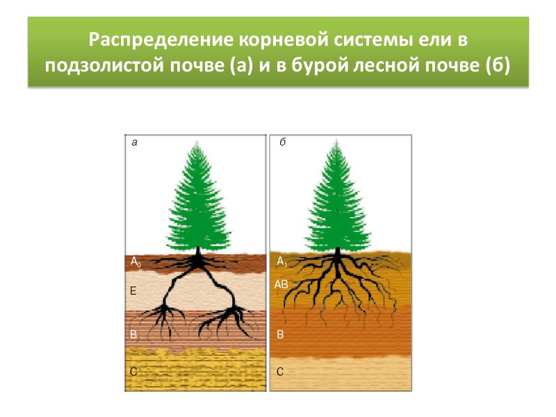 Систематика подзолистых почв в «Классификации почв России» (2004)