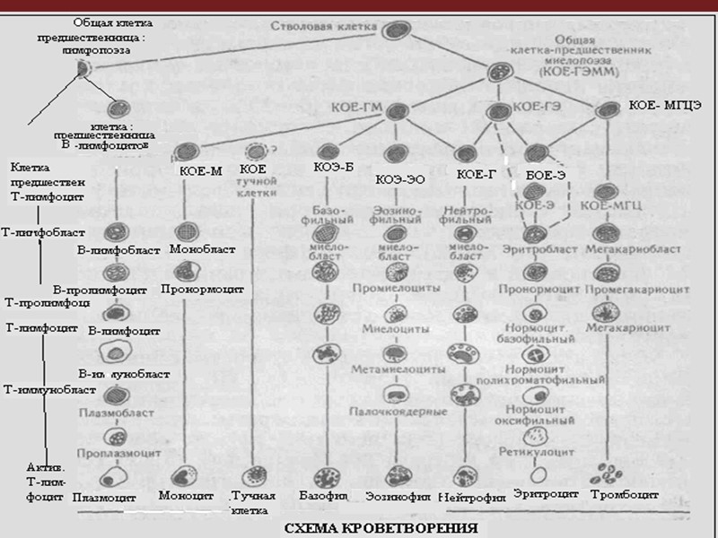 Изменение формы эритроцитов Изменение формы эритроцитов