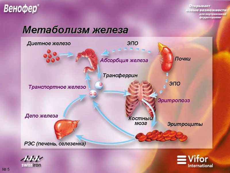 Проявления анемий чрезвычайно разнообразны и определяются: 1) патогенетическим вариантом анемии; 2) этиологией; 3) изменениями Проявления анемий чрезвычайно разнообразны и определяются: 1) патогенетическим вариантом анемии; 2) этиологией; 3) изменениями