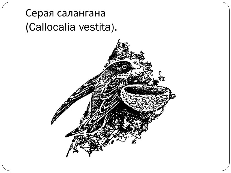 Длиннохвостая Колибри  (Phaethornis supercilliosus)