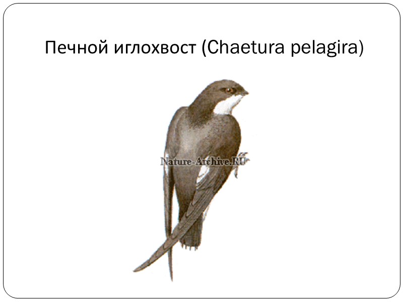 Топазовая колибри (Topaza pella)