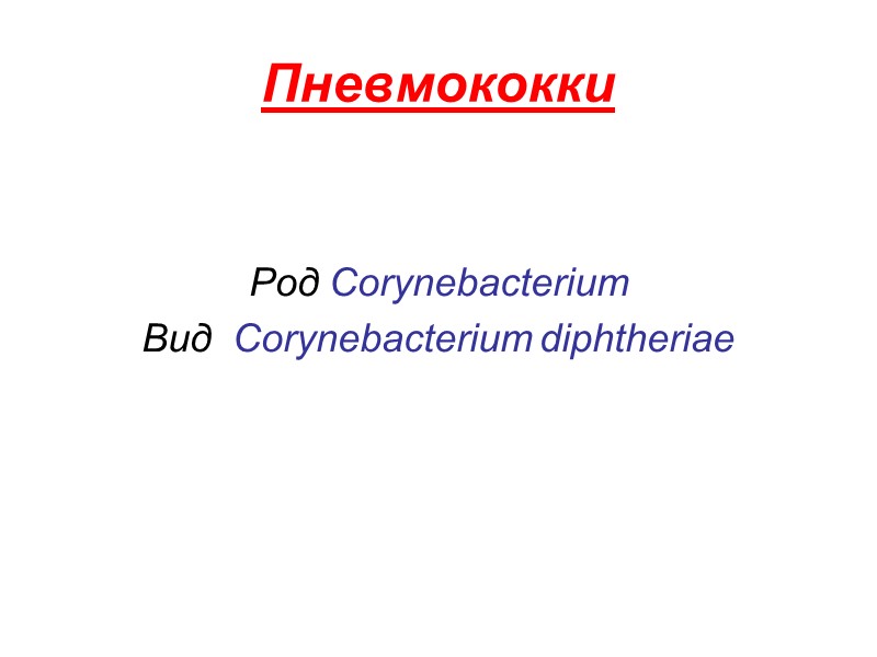 Пневмококки   Род Corynebacterium  Вид  Corynebacterium diphtheriae