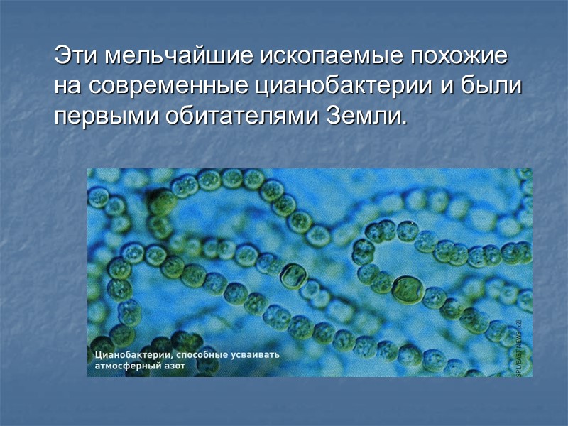 Именно это сочетание воды и газов, подогреваемых вулканами, привело к образованию питательной среды, в