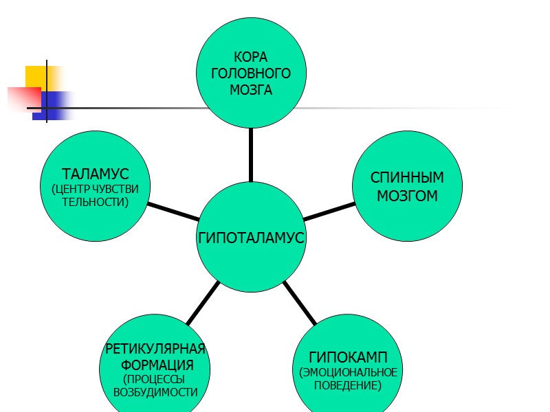 Патогенез Эти факторы приводят к дезинтеграции надсегментарных центров и Патогенез Эти факторы приводят к дезинтеграции надсегментарных центров и