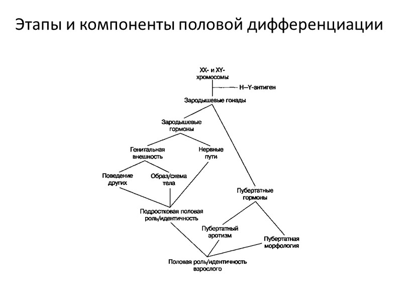 Стадий дифференцировки