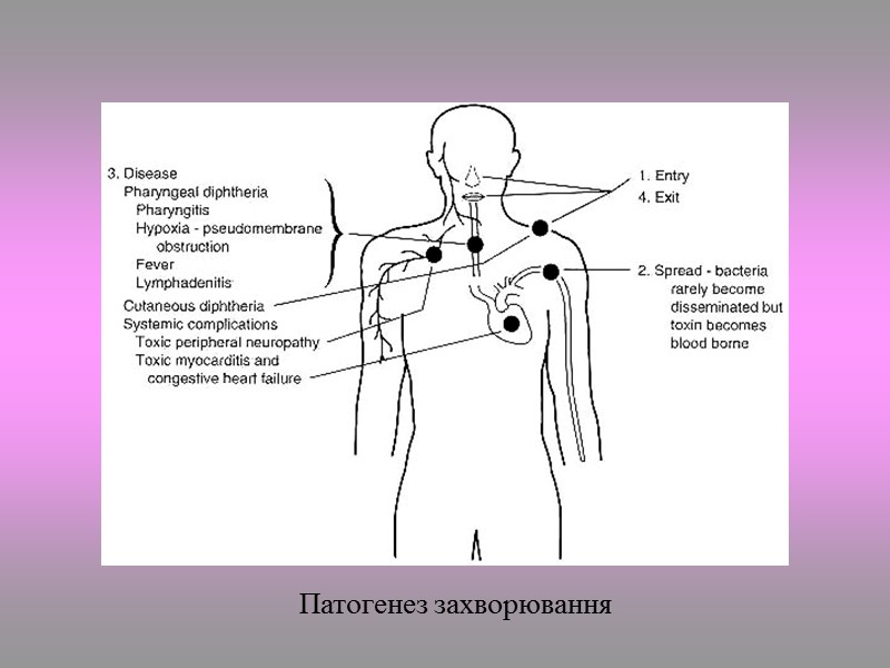 Отсутствие способности ферментировать сахарозу и разлагать мочевину – дифференциальный признак, отличающий дифтерийную палочку от