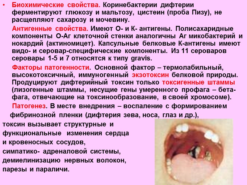 Возбудитель дифтерии фото