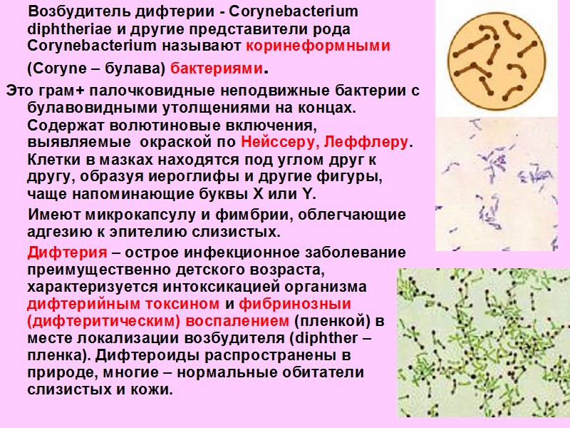 Профилактика дифтерии. Характеристика коринобактерии дифтерии. Возбудители воздушно капельных инфекций микробиология. Возбудители коринебактерия дифтерии. Коринебактерии дифтерии характеристика.