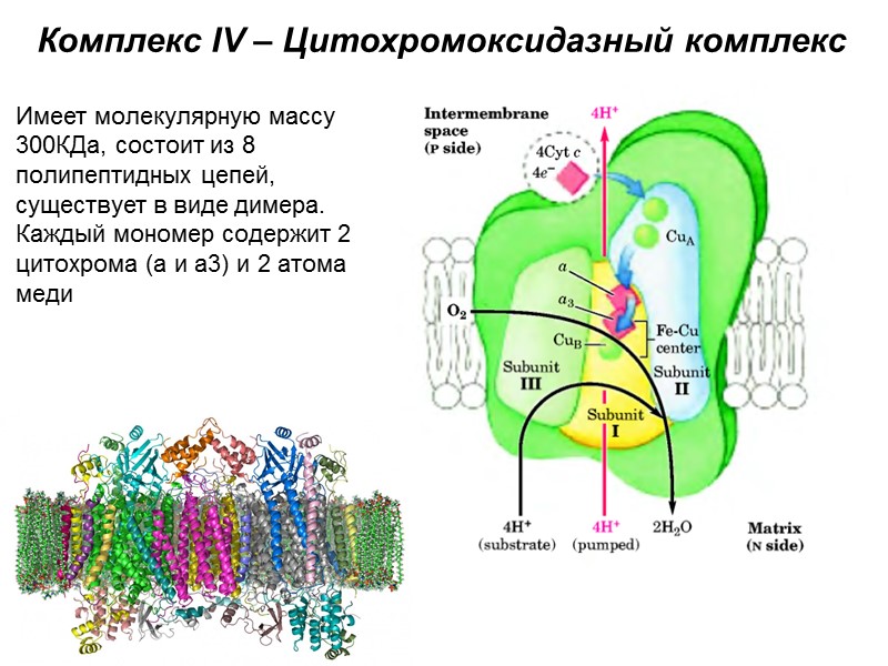 7. Фумаразная реакция Фумараза специфична к L-изомеру малата;  Она катализирует присоединение компонентов молекулы