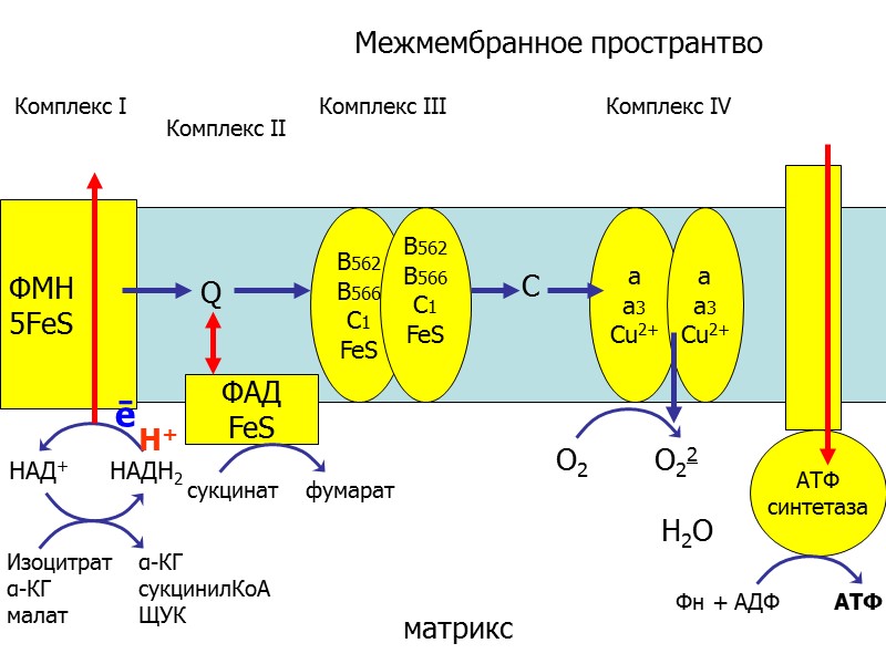 Биологическое значение ЦТК 1. образование водородных эквивалентов, которые в цепи ОФ обеспечивают синтез АТФ;