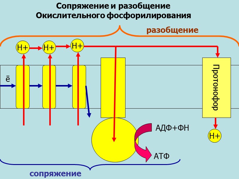 Цепь окислительного фосфорилирования - последовательность переноса Н+ и е-.  Белковые носители таким образом
