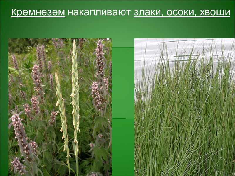 Антропогенные факторы накопления химических элементов в почвах Разработка месторождений полезных ископаемых Обогащение руд Антропогенные факторы накопления химических элементов в почвах Разработка месторождений полезных ископаемых Обогащение руд