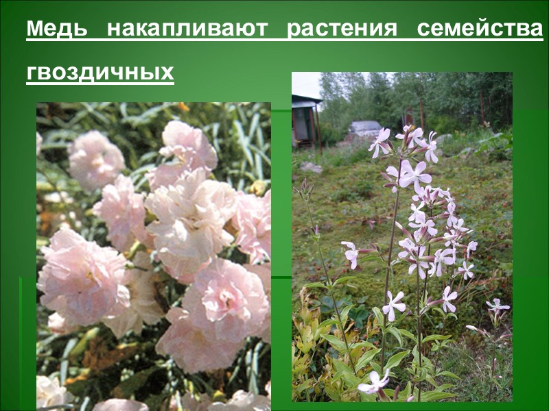 Аккумуляция токсических элементов происходит в верхних 3-5 см почвы → физиологические и морфологические изменения Аккумуляция токсических элементов происходит в верхних 3-5 см почвы → физиологические и морфологические изменения