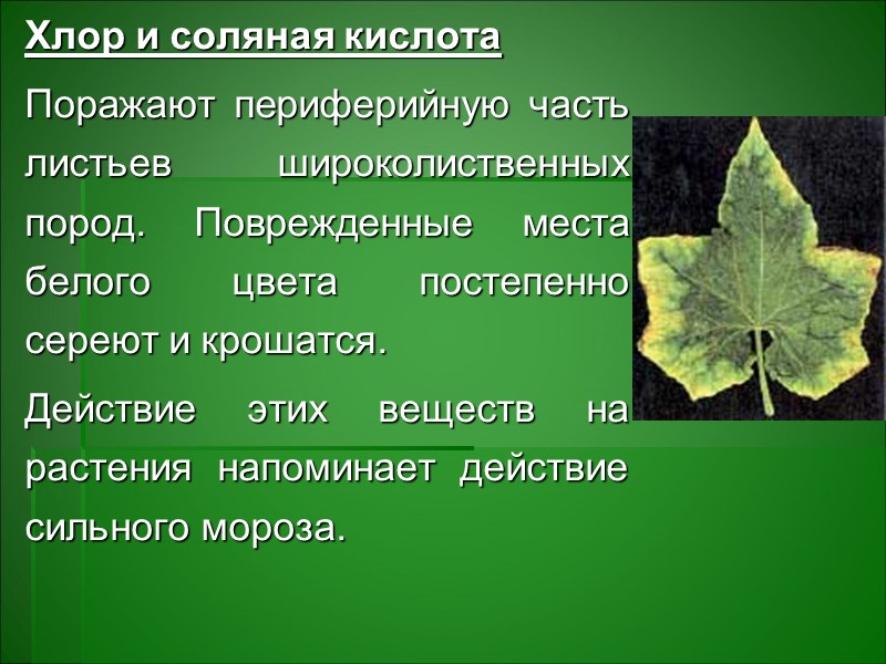В целом химический состав растений и коэффициенты биологического поглощения и биогенности зависят от двух В целом химический состав растений и коэффициенты биологического поглощения и биогенности зависят от двух