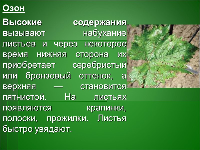 Геохимические аномалии в растениях Большую роль в накоплении нежелательных, токсичных для растений соединений Геохимические аномалии в растениях Большую роль в накоплении нежелательных, токсичных для растений соединений