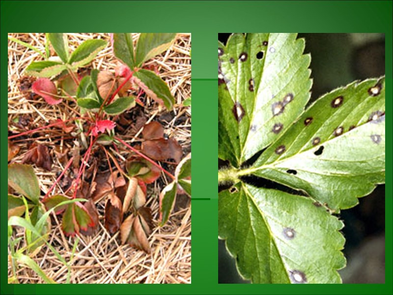 Хлор и соляная кислота Поражают периферийную часть листьев широколиственных пород. Поврежденные места белого Хлор и соляная кислота Поражают периферийную часть листьев широколиственных пород. Поврежденные места белого