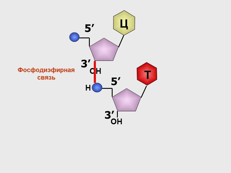 Нуклеотид фосфат     Сахар (рибоза / дезоксирибоза) Азотистое основание – одно