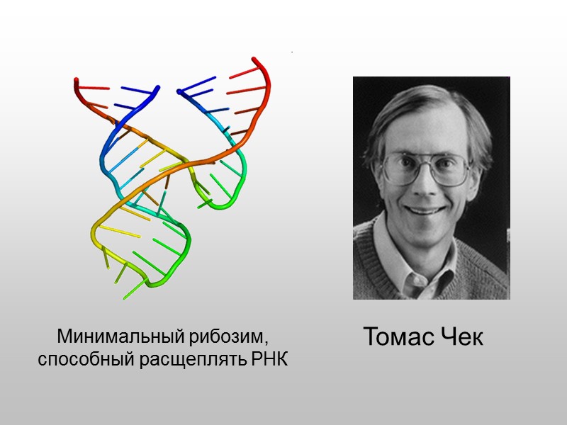 Какие черты в строении ДНК прямо указывают на ее функцию?   (Сравните со