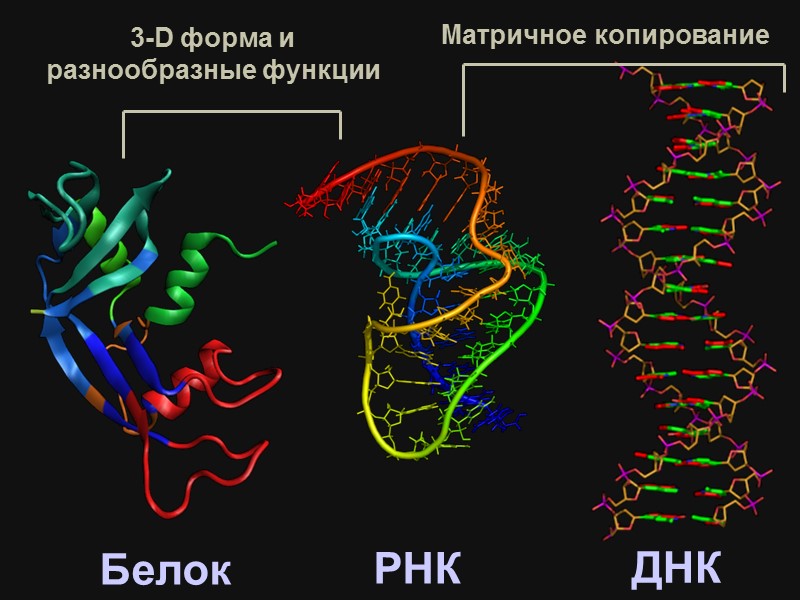 Виды РНК и-РНК = м-РНК информационная,    матричная до 10 тысяч нуклеотидов