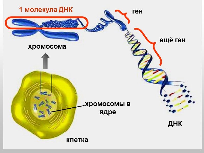 Схема образования петель в РНК  за счет комплементарных участков