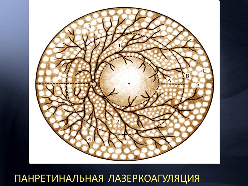 Строение палочек и колбочек (схема)