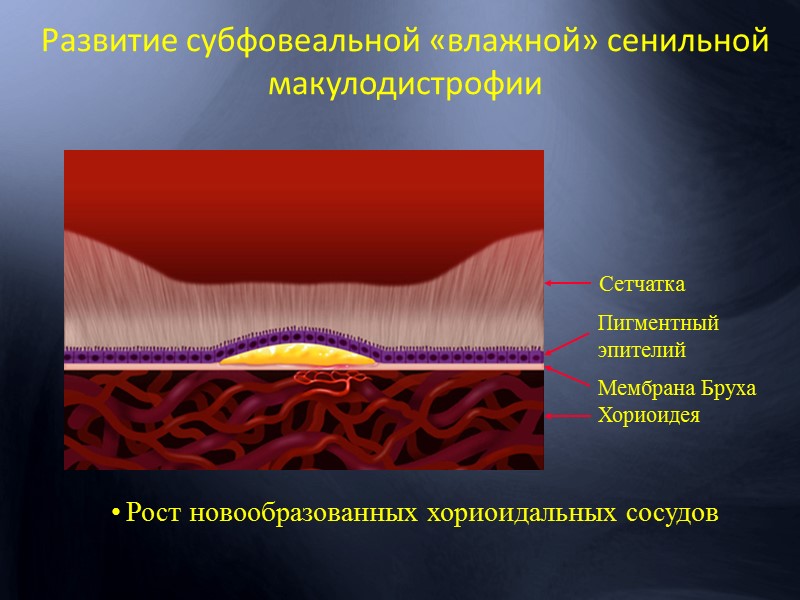 На рисунке пигментного эпителия сетчатки изображены гранулы меланина