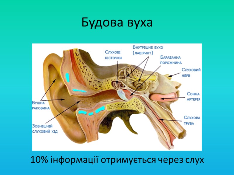 Первісна обробка звуку у внутрішньому вусі