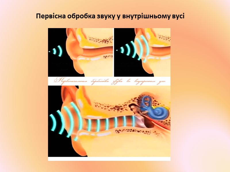 Дослідження І. Сєченова та І. Павлова показали,що:  Відчуття - це своєрідні рефлекторні дії,
