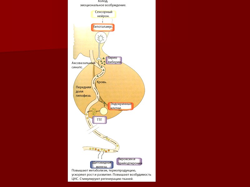 Механизм действия два этапа:  (30 минут) обусловлен активацией транспорта амминокислот и глюкозы через