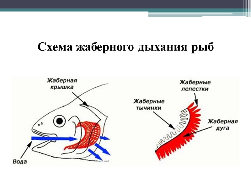 Схема жаберного аппарата А - хрящевая рыба; Б - химера; В - костистая рыба