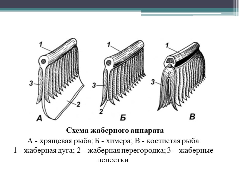 Эмбриональные органы дыхания рыб.  А – пелагическая рыба; Б – карп; В –