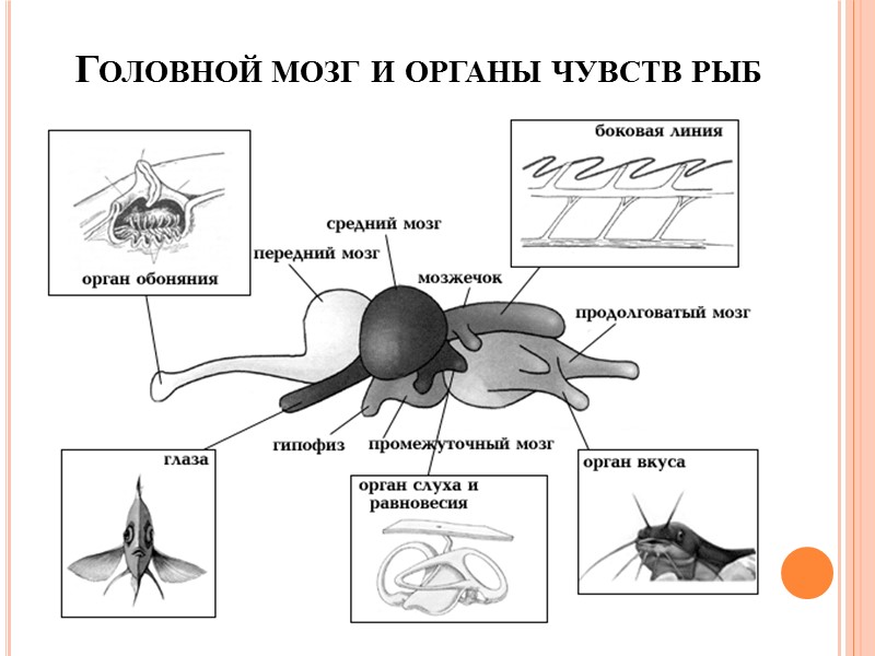 Головной мозг форели сверху и снизу (по Видерсгейму): 1 - обонятельная луковица, 2 -