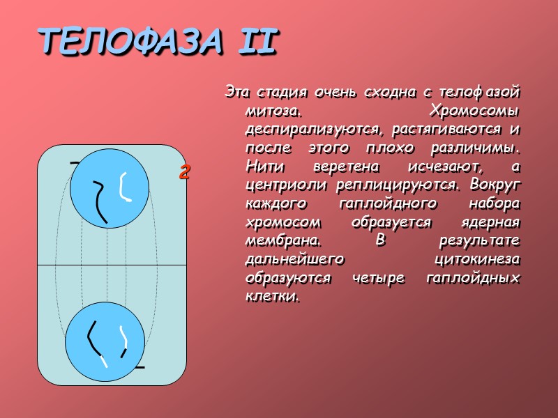 МЕЙОЗ– (от греч. Meiosis– уменьшение)– форма ядерного деления, сопровождающаяся уменьшением числа хромосом с диплойдного