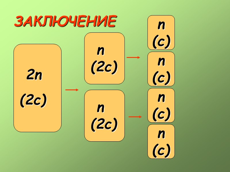 ИНТЕРФАЗА Продолжительность интерфазы различна у разных видов. Происходит репликация органелл, клетка увеличивается в размерах.